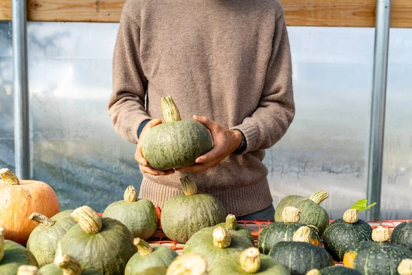 Farmer Colorful Green Organic Pumpkin — Stock Photo, Image