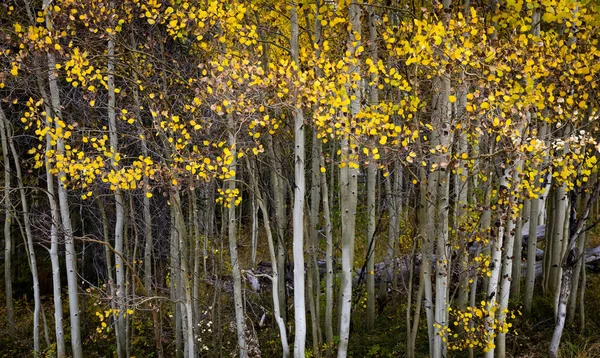Aspen Grove Automne Breckenridge Colorado — Photo