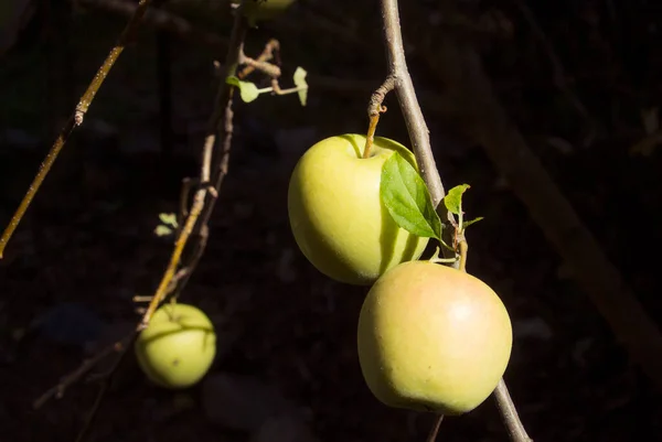 Три Яблока Освещенные Солнцем Темном Саду — стоковое фото