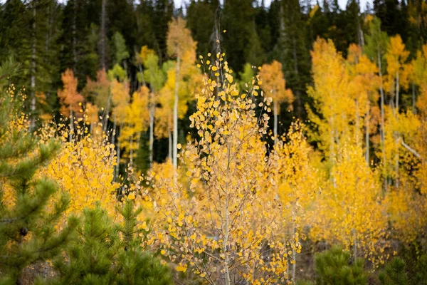 Aspen Grove Outono — Fotografia de Stock