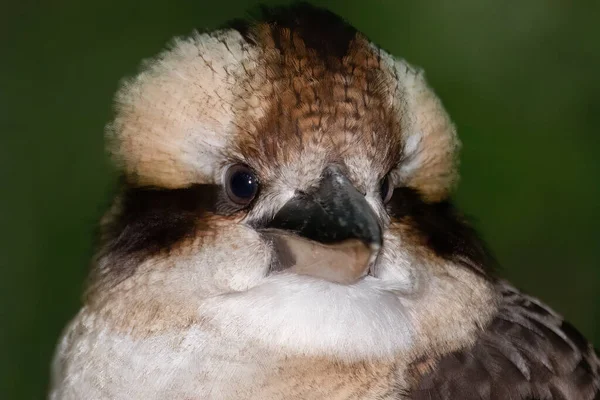 Närbild Skrattande Kookaburra — Stockfoto