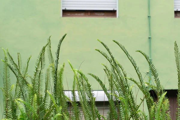 Helecho Creciendo Frente Pared Verde Del Fondo Del Edificio — Foto de Stock