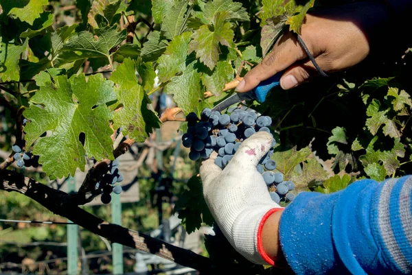 Farm Worker Cuts Grapes Vine Harvest Vineyard — Stock Photo, Image