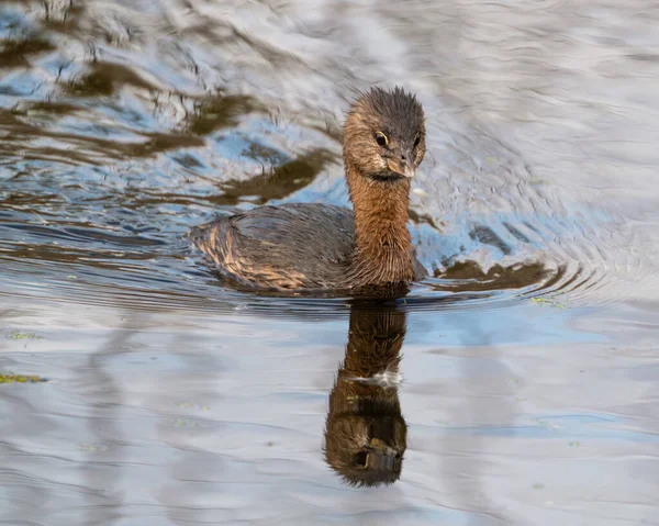 Suda Süzülen Gagalı Bir Ördek — Stok fotoğraf