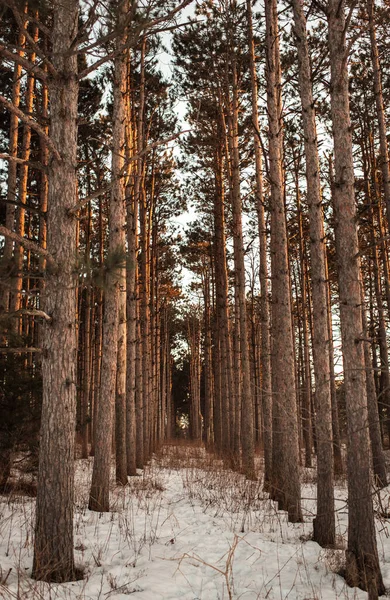 Δάσος Από Γραμμικά Πεύκα Αειθαλή Δέντρα Μπεζ Γρασίδι Χιόνι Ηλιοβασίλεμα — Φωτογραφία Αρχείου