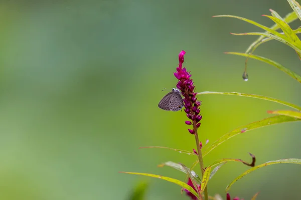 Renkli Bir Çiçekte Nektar Arayan Küçük Bir Kelebek — Stok fotoğraf