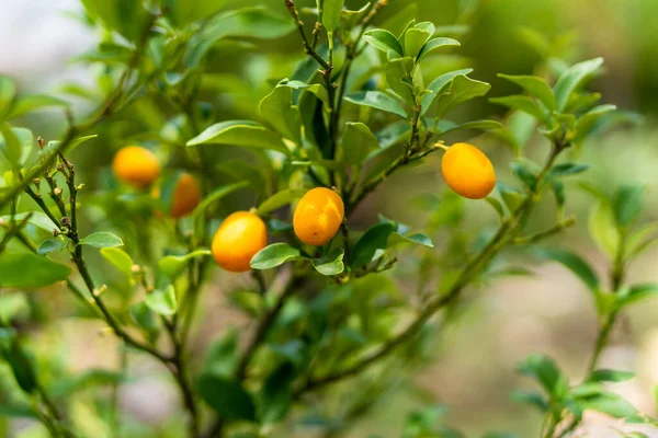 Orange Citrus Fruits Kumquat Tree — Stock Photo, Image