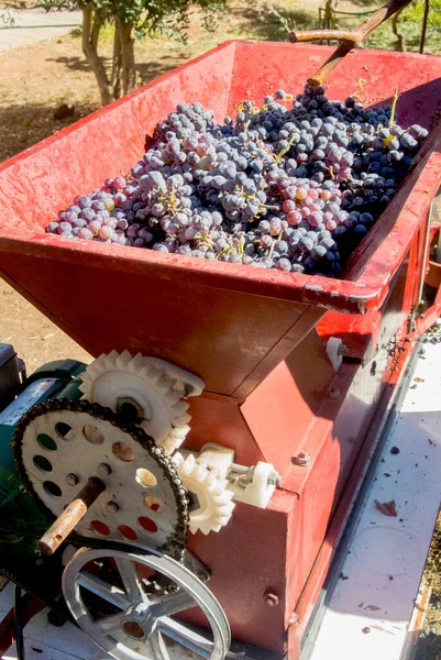 Pile Grapes Sit Stemmer Vineyard Harvest — Stock Photo, Image