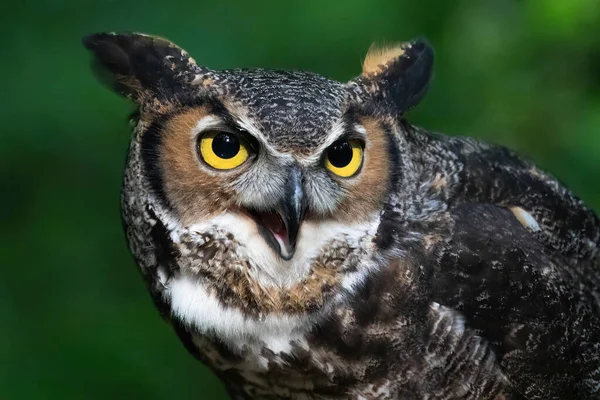 Portrait Great Horned Owl — Stock Photo, Image