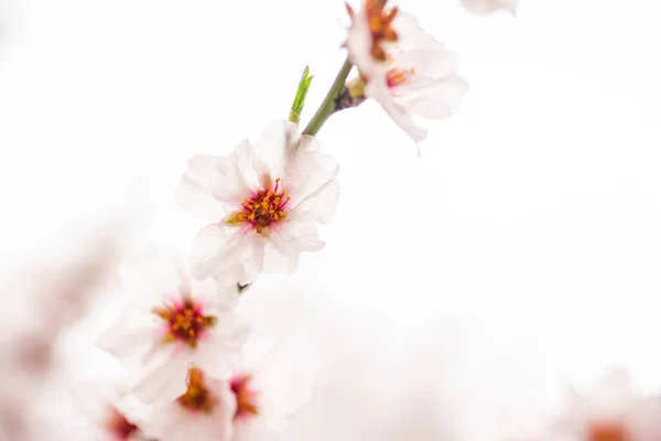 Bela Amendoeira Florescendo Jardim Primavera — Fotografia de Stock