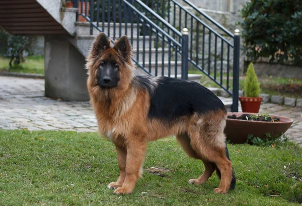 Duitse Herder Hond Verzorgen Van Een Huisduitse Herder Hond Nemen — Stockfoto