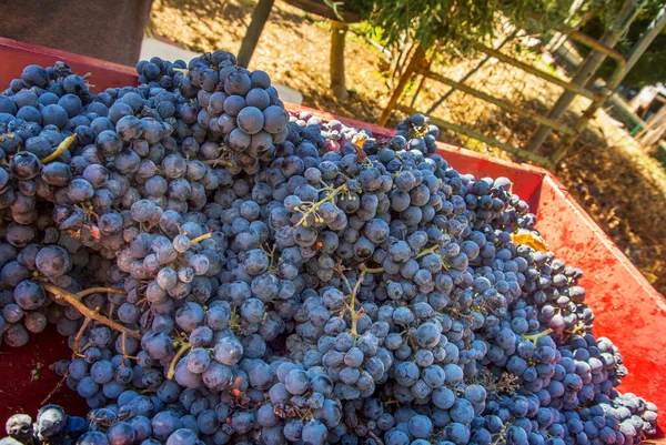 Pile Wine Grapes Sit Hopper Stemmer — Stock Photo, Image