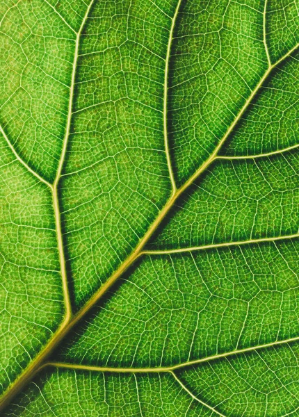 Primo Piano Dettagli Venature Foglia Fico Violino Verde Brillante — Foto Stock