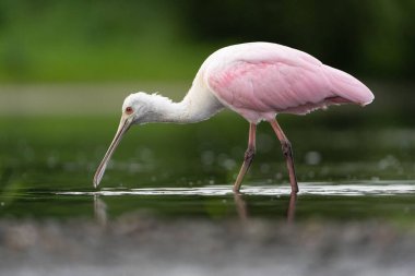 Roseate Spoonbill Suda Dalgalanıyor (Platalea ajaja)
