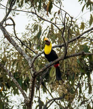 Kosta Rika ormanındaki bir ağaçta oturan renkli tukan kuşu..