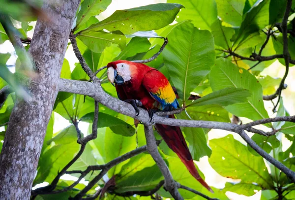 Aras Écarlate Assis Sur Une Branche Arbre Dans Jungle Costa — Photo