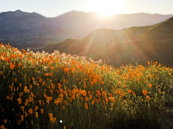 Amapolas Atardecer Durante Superfloración California —  Fotos de Stock