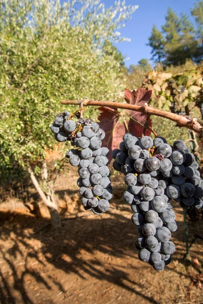 Grapes Hanging Vine Vineyard — Stock Photo, Image