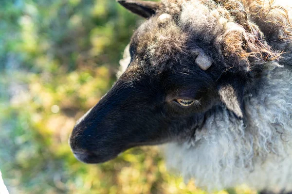 Пушистые Овцы Органической Ферме Такоме Штат Вашингтон — стоковое фото