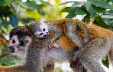 Close up of baby squirrel monkey on it's mother's back in jungle. clipart