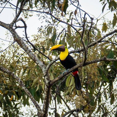 Kosta Rika ormanındaki bir ağaçta oturan renkli tukan kuşu..