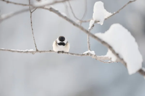 冬に雪の枝に黒いキャップのヒヨコマメが群生します — ストック写真