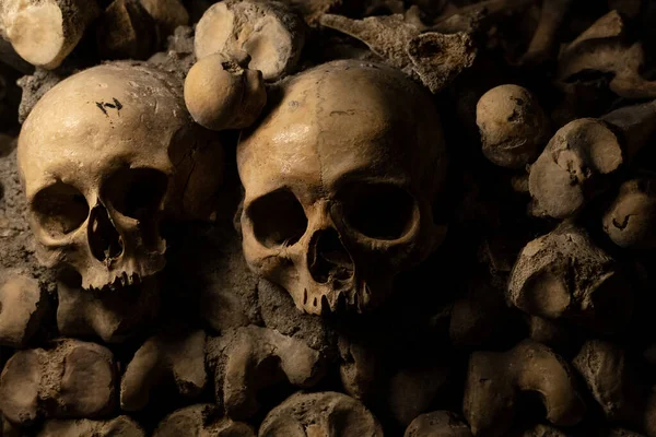 Human Skulls Bones — Stock Photo, Image