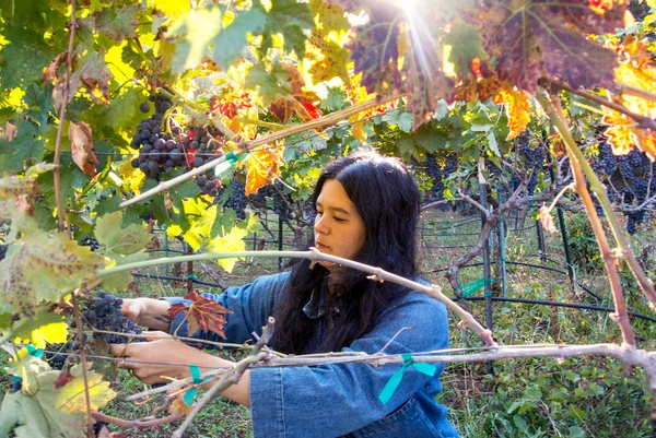一个年轻的亚洲女人从葡萄藤上切葡萄酿酒 — 图库照片
