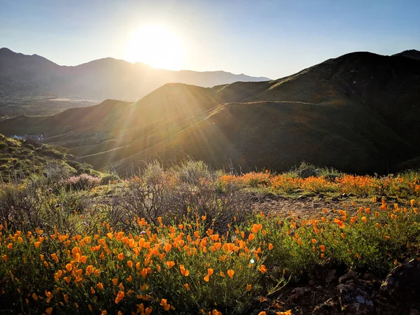 Puesta Sol Sobre Amapolas Durante Superfloración California —  Fotos de Stock