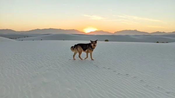 Beyaz Kumlar Köpek Günbatımında New Mexico — Stok fotoğraf