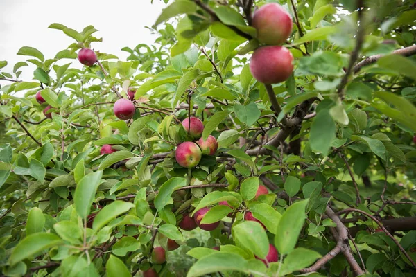 Ripe Red Apples Branches Apple Tree Orchard — Stock Photo, Image