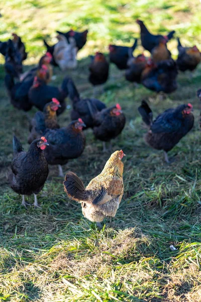 ワシントンの有機農場で無料の範囲の鶏 — ストック写真