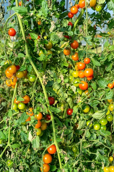 Heirloom Ripe Colorful Organic Tomatoes Vine — Stock Photo, Image