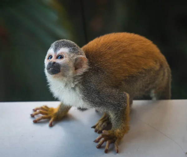 Nahaufnahme Eines Eichhörnchen Affen Auf Einem Felsvorsprung Costa Rica — Stockfoto