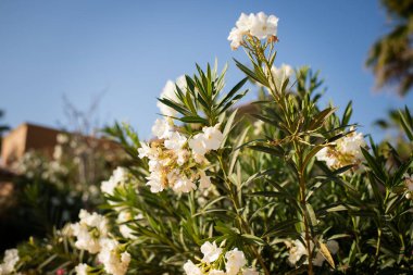 Mavi gökyüzü ve beyaz zakkum çiçekleri Cabo 'da tatilde.