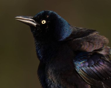 Sıradan bir Grackle Çağrıdan önce şişer