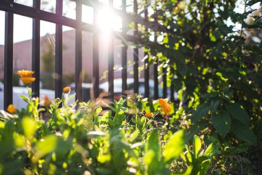 şehir çiçekleri gün ışığında