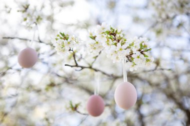 Paskalya süsü, kiraz ağacı çiçekleri.