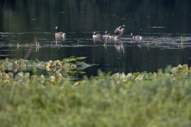 Bir grup Kanada kazları güneşli bir yaz sabahında gölde yüzerler..