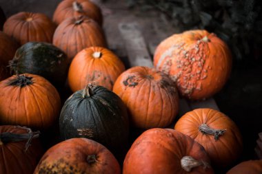 Düşük ışıkta çeşitli balkabakları