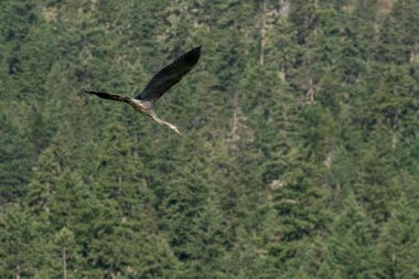 Güneşli bir yaz sabahı yiyecek ararken büyük bir mavi balıkçıl gölün üzerinde uçar..