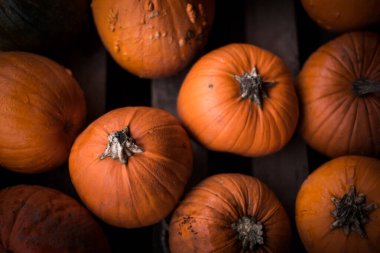 Yukarıdan gelen çeşitli balkabakları