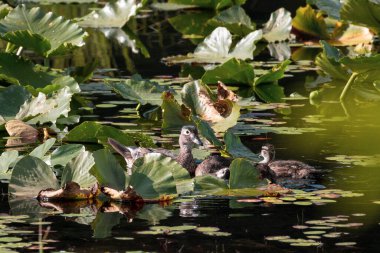 Ördekli bir ördek Britanya Kolumbiyası 'ndaki bir gölde zambakların arasında yüzer..