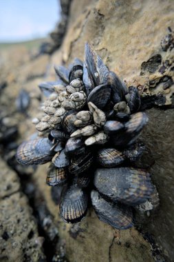 Cluster of barnacles and mussels on a rock clipart