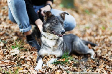Genç bir kadın yapraklarla dolu bir sonbahar parkında köpeğini gezdirir.