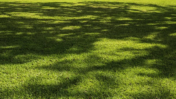 庭の芝生の部分的に大きな常緑のオークの木 おそらく南のライブオーク Quercus Virginiana によって日陰の深い日差しは フロリダ中央部の3月の朝にあります — ストック写真