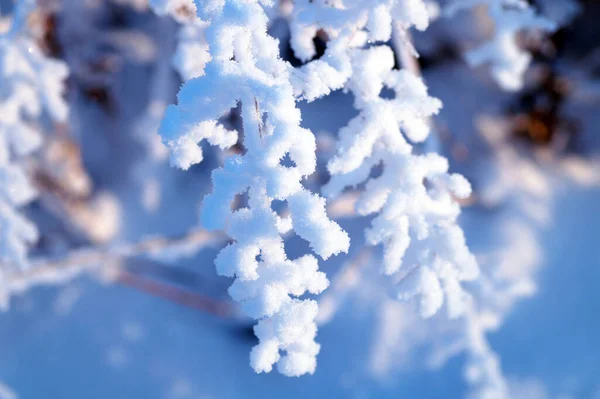 Ein Zweig Bedeckt Mit Flauschigem Weißen Schnee — Stockfoto