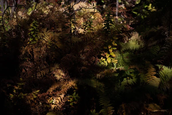Крупним Планом Зелений Фон Лісі — стокове фото