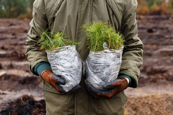 Homme Détient Des Paquets Plantules Avant Planter Forêt Printemps — Photo