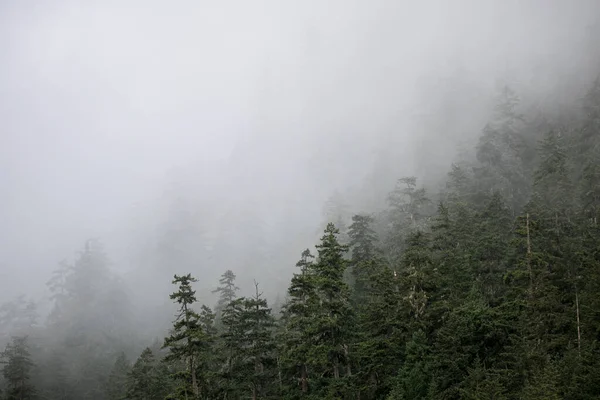 Ομίχλη Αναδύεται Από Μια Δασώδη Πλαγιά Ενός Καλοκαιρινού Πρωινού Στον — Φωτογραφία Αρχείου